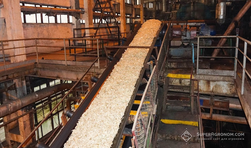 Переробка цукрового буряку на Радехівському цукровому заводі